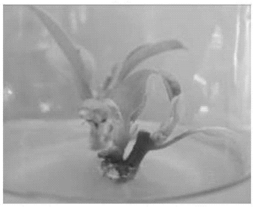 A method for fast propagation and seedling growth of magnolia fadou tissue