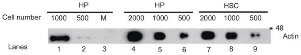 Trace protein immunoblotting detection method