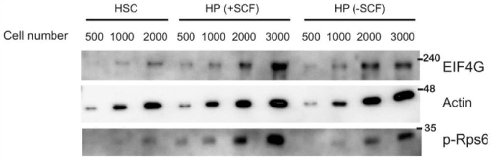 Trace protein immunoblotting detection method