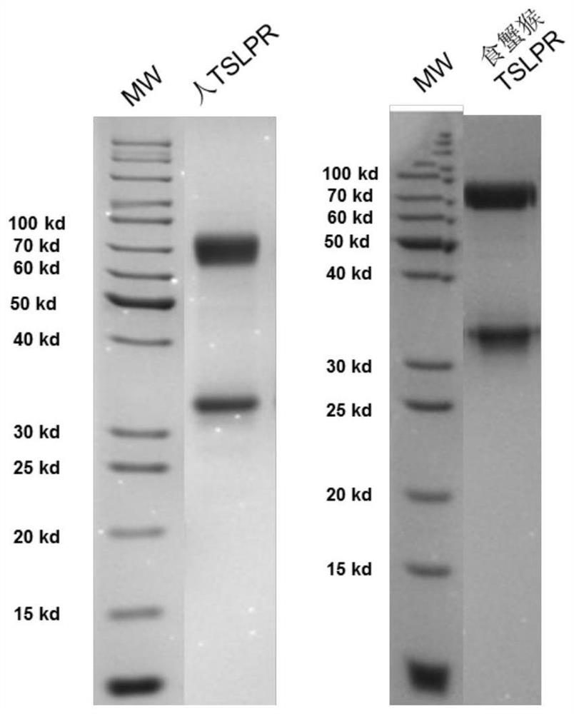 Development and application of therapeutic agent for TSLP-related diseases