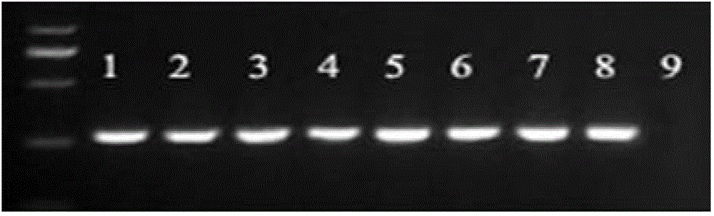 A kind of transgenic rice with good eating quality and breeding method