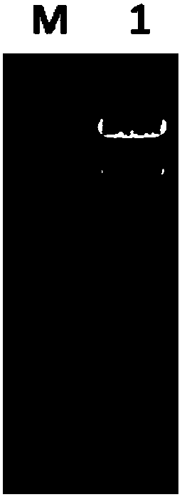 Stable cell line MDCK for amplifying recombinant canine adenovirus (CAV2) and construction method of stable cell line