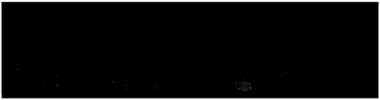 Primer and method for identifying acipenser baerii, amur sturgeon and cross generation thereof