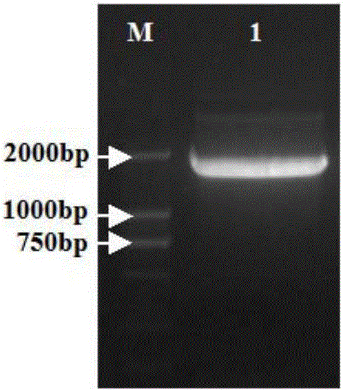 Preparation method of recombinant baculovirus vaccine for preventing and treating avian influenza H5N1