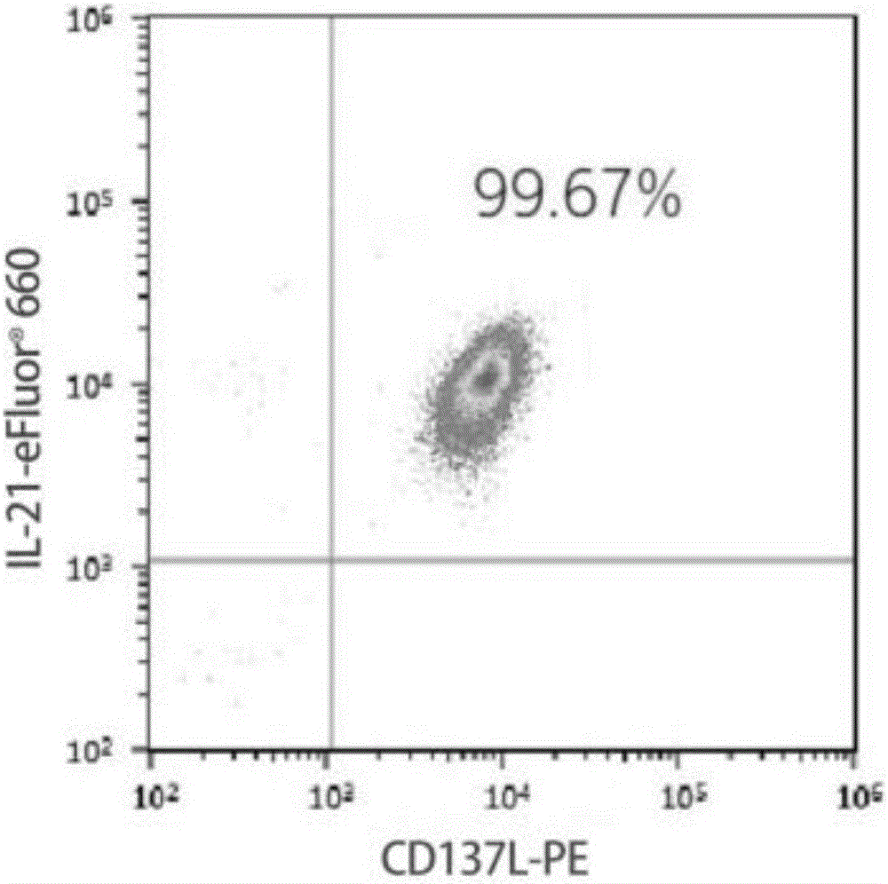 Method for carrying out in-vitro efficient amplification on natural killer (NK) cells, and application of method