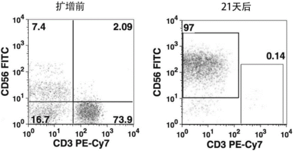 Method for carrying out in-vitro efficient amplification on natural killer (NK) cells, and application of method