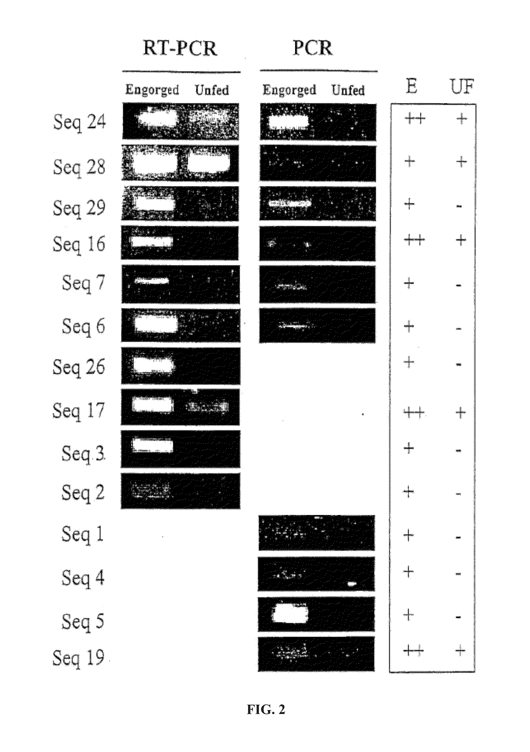 Identification and molecular characterisation of proteins, expressed in the ixodes ricinus salivary glands