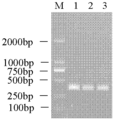 Method for synchronously detecting porcine circovirus type 2 (PCV2), classical swine fever virus (CSFV) and porcine reproductive and respiratory syndrome virus (PRRSV)