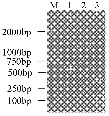 Method for synchronously detecting porcine circovirus type 2 (PCV2), classical swine fever virus (CSFV) and porcine reproductive and respiratory syndrome virus (PRRSV)