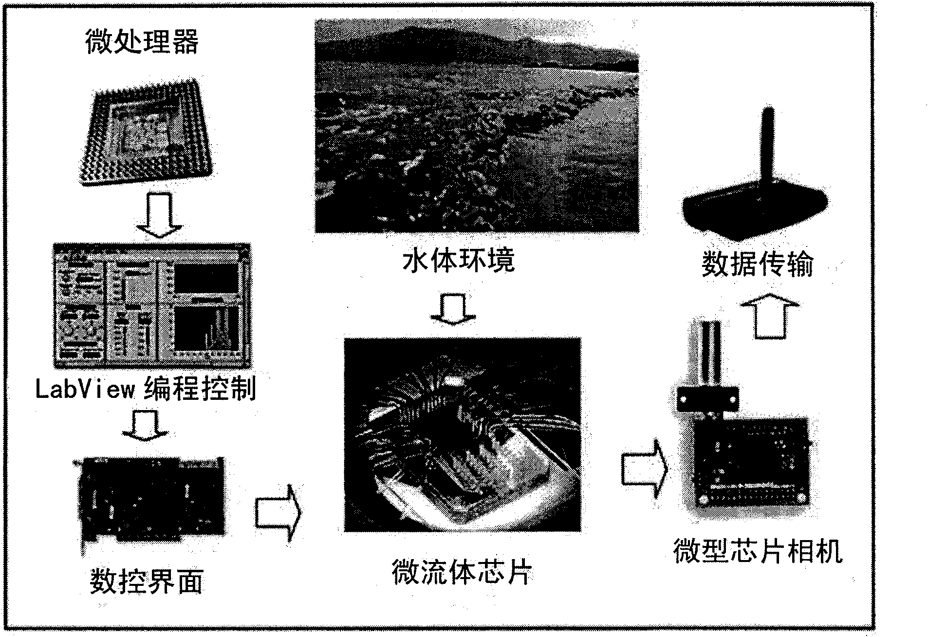 Microfludic chip for rapid detection of microcystins and preparation method thereof