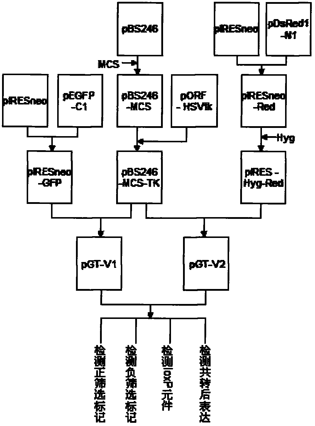 Allele double knockout targeting vector system and construction method thereof