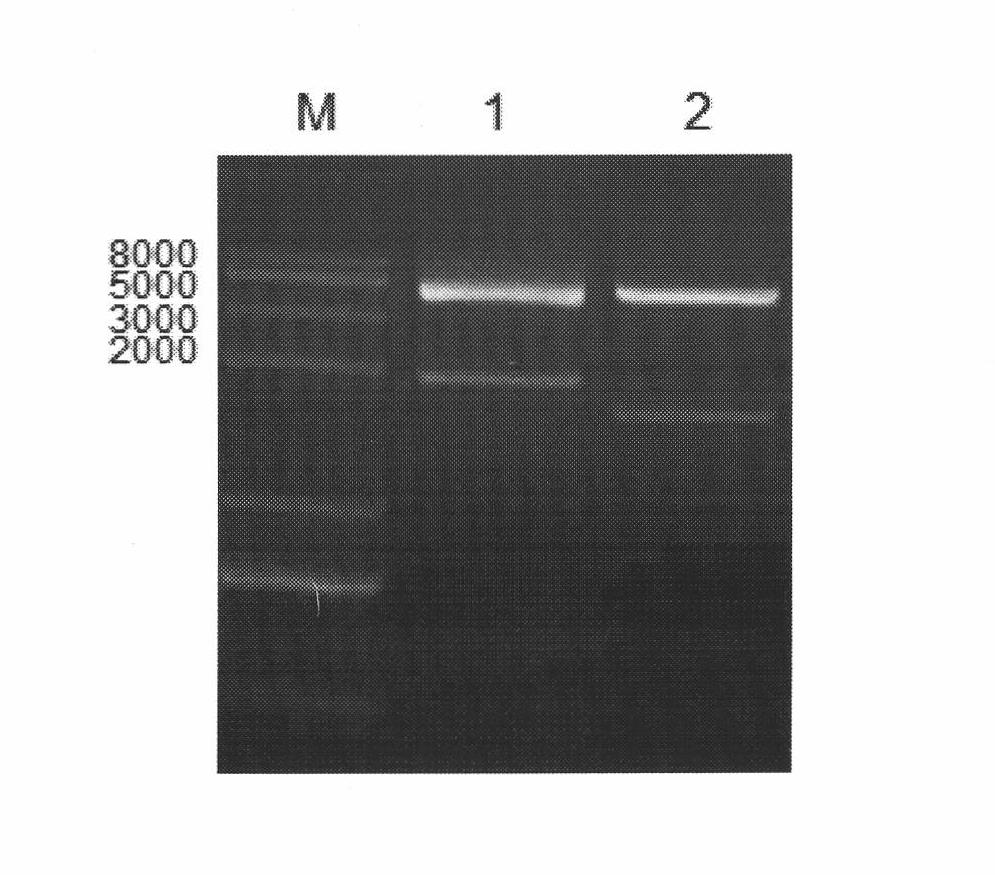 Allele double knockout targeting vector system and construction method thereof