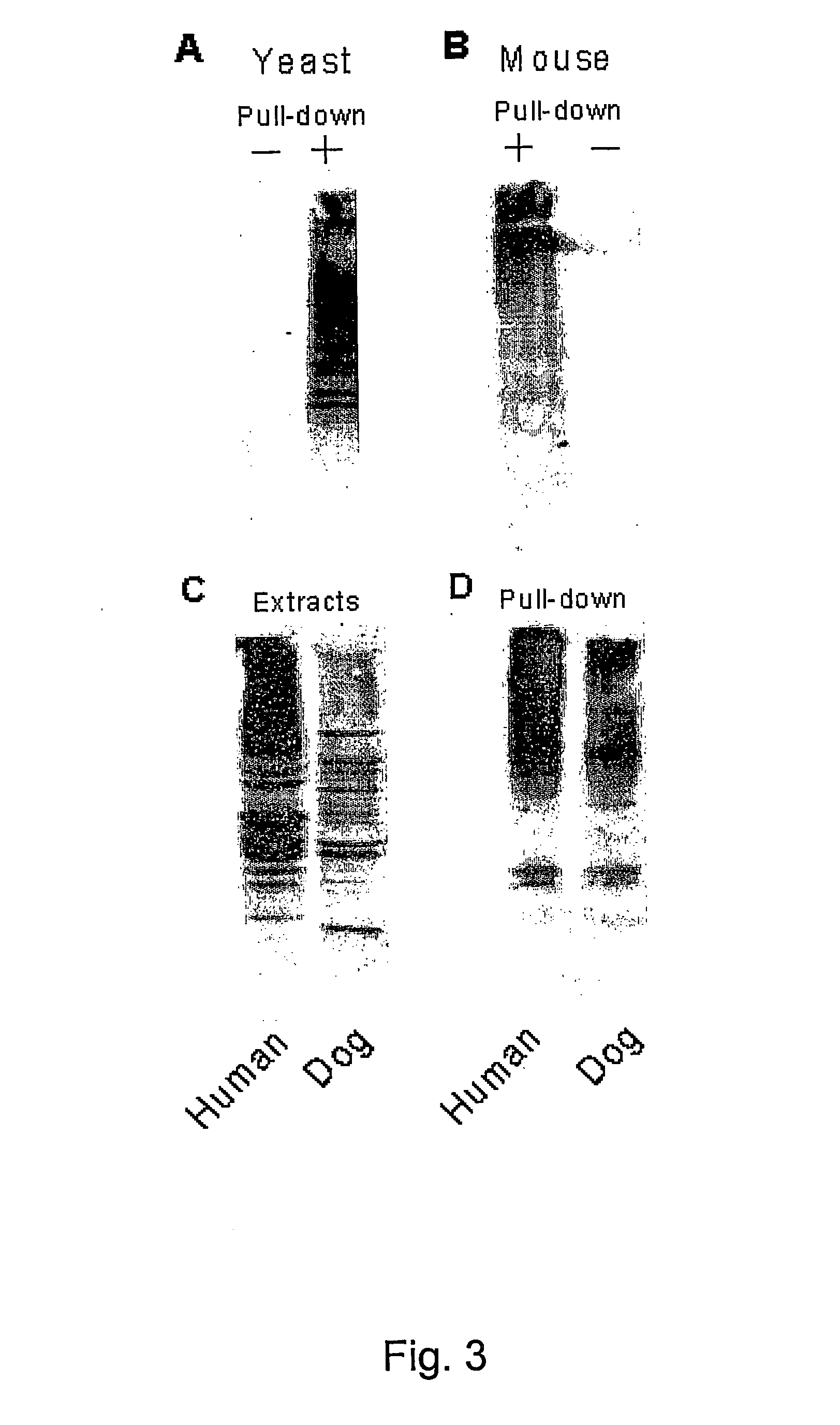 Diagnostic methods for protein profiling