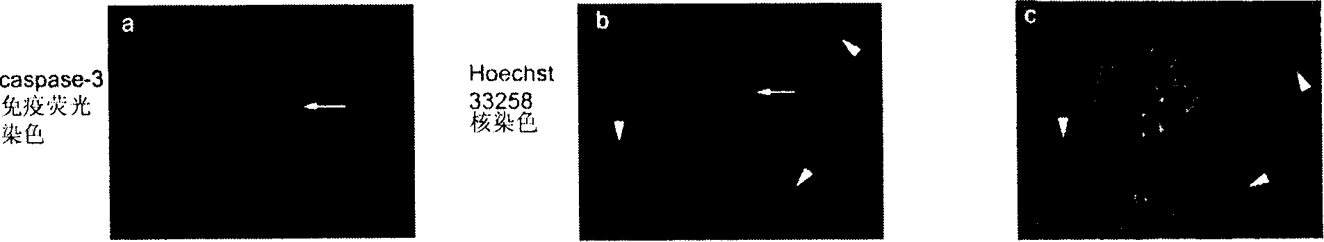 Medicine for inducing cells to die, and its application