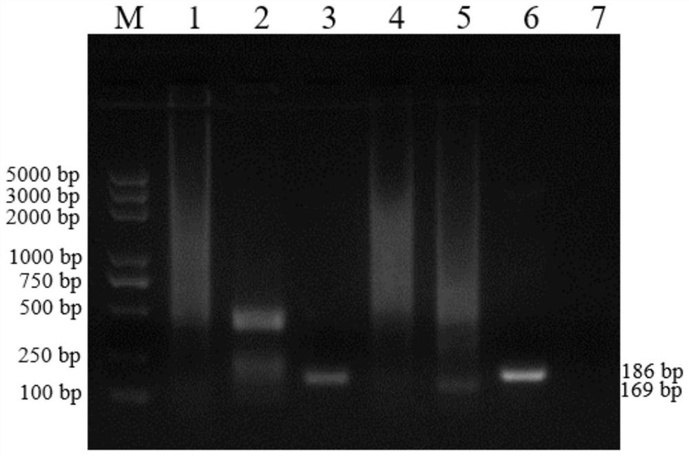 Double rpa detection kit for bovine parainfluenza virus and bovine respiratory syncytial virus