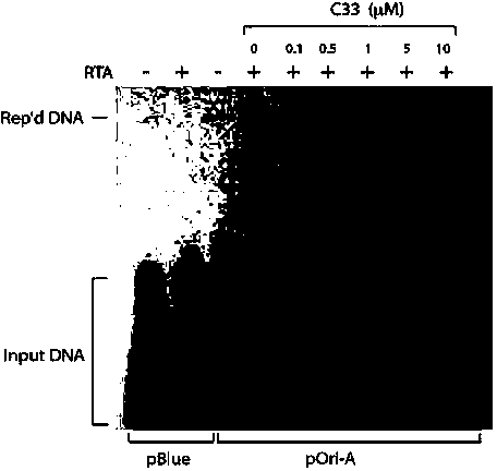 Application of benzo Alpha-pyrone compound as Gamma-type human herpes virus-resistant medicine