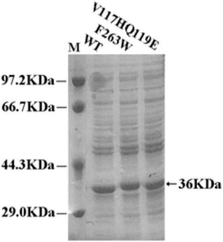 Enzymatic performance improved methyl parathion hydrolase mutant and application thereof