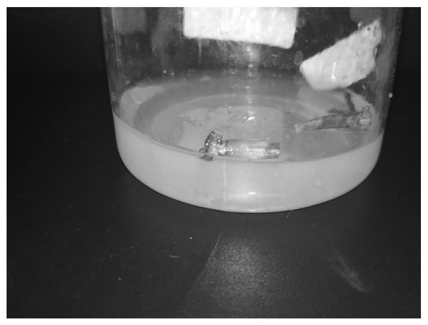 A method for rapid propagation of air pineapple seedlings through leaf tissue culture