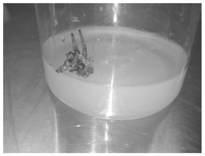 A method for rapid propagation of air pineapple seedlings through leaf tissue culture