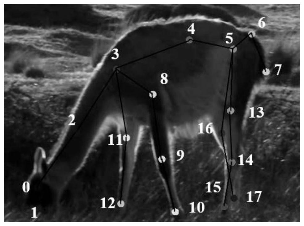 Medium-and-large-sized quadruped animal behavior identification method based on architecture search graph convolutional network