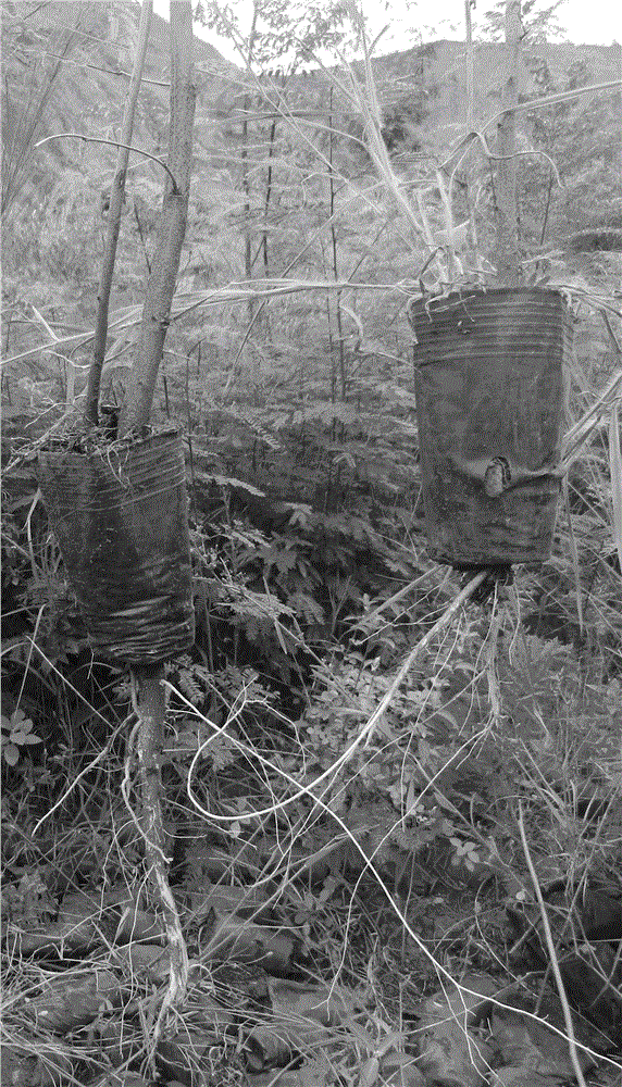 Broken root bag penetrating prevention treatment method for leucaena leucocephala cv. Salvador nursery-grown plants