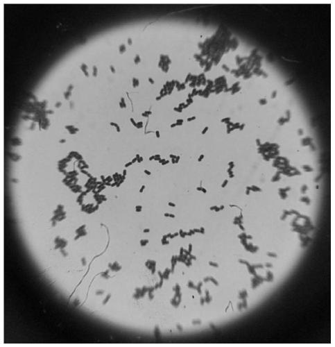 The Application of Magnesium Ions in Promoting the Formation of Bdellovibrio Bdellovibrio Plastids