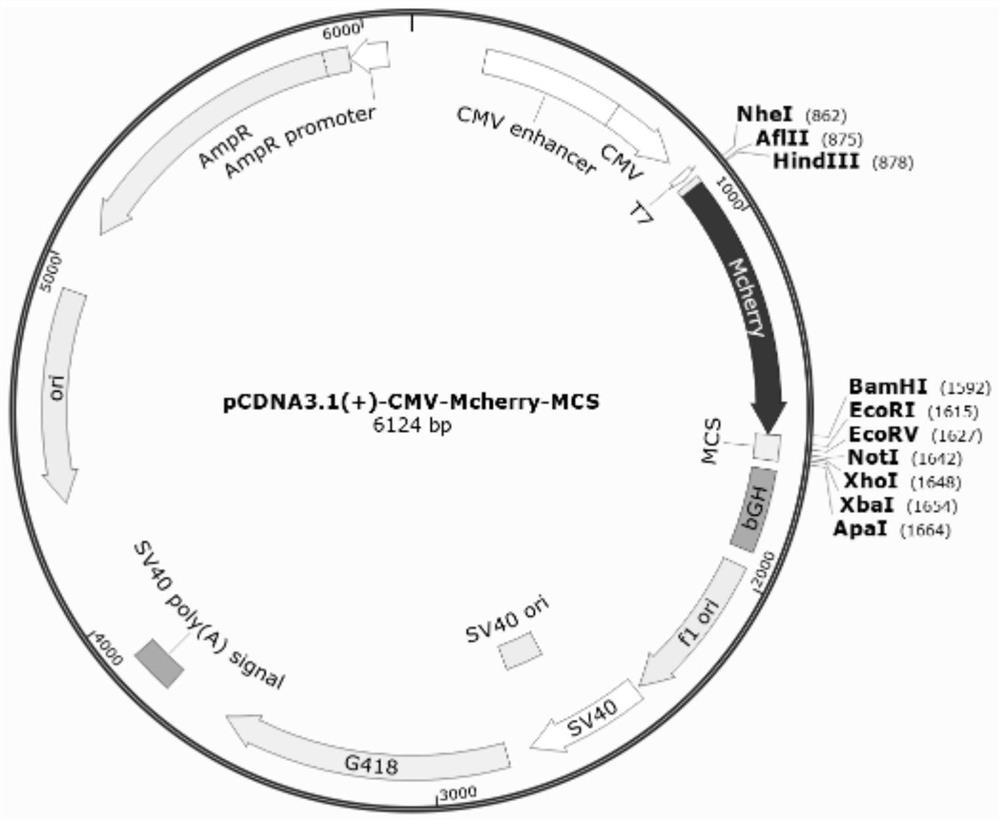 Double-fluorescent-protein positioning detection system for detecting mitochondrial autophagy of cells and application