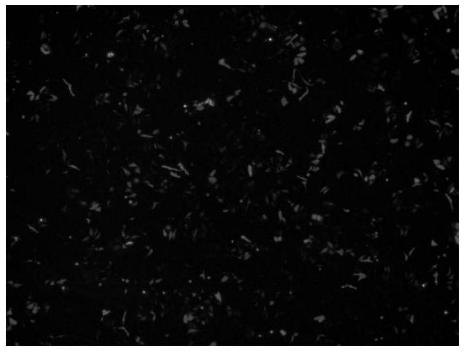 Double-fluorescent-protein positioning detection system for detecting mitochondrial autophagy of cells and application