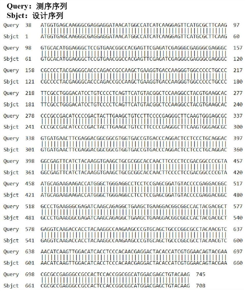 Double-fluorescent-protein positioning detection system for detecting mitochondrial autophagy of cells and application