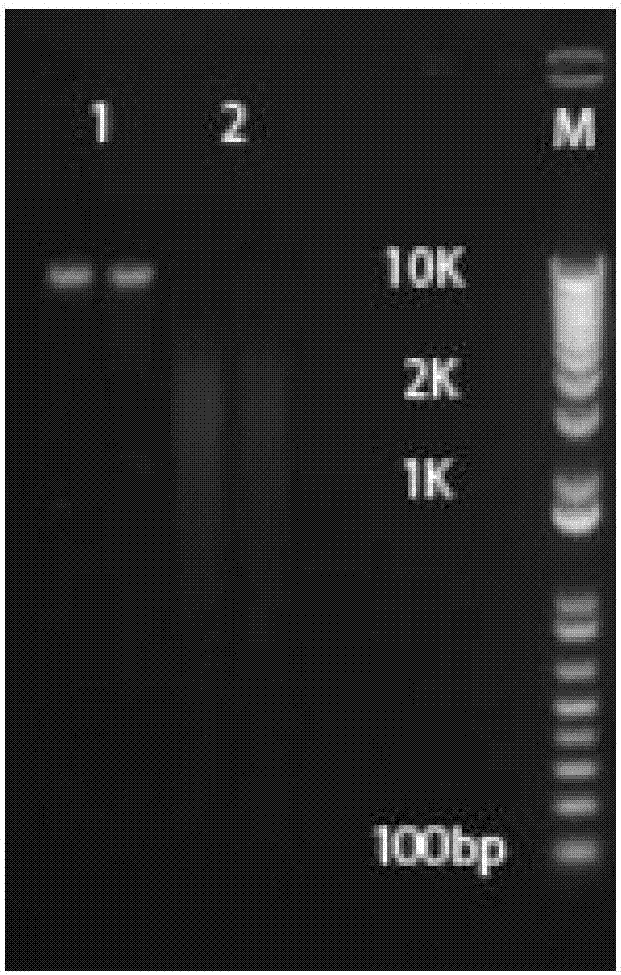 Method for extracting microbial total DNA from soil being low in biomass and enriched in humus