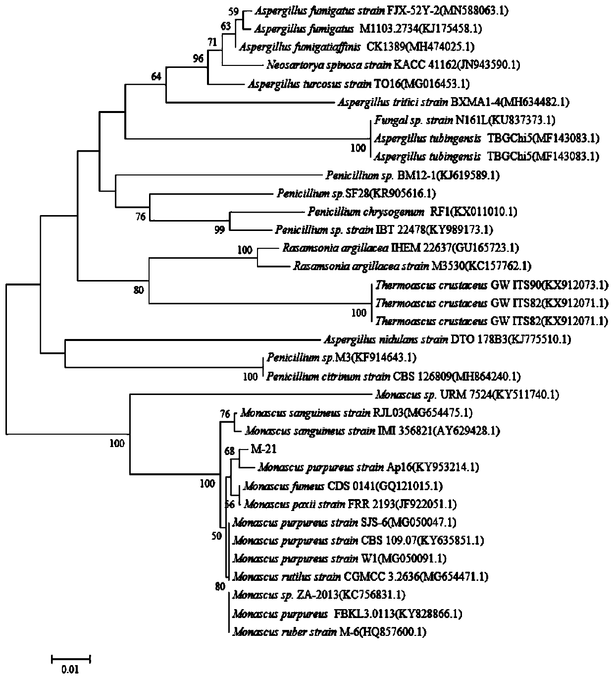 Monascus strain, fermented soybean meal fermented by monascus strain and aquatic functional biological feed containing monascus strain