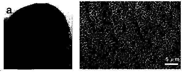 Novel photo-irradiation induced self-repairing precious metal nano composite hydrogel and preparation method thereof