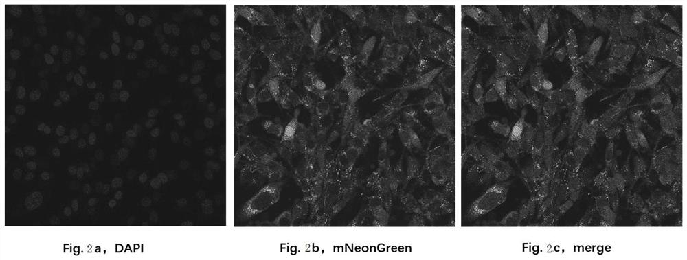 Pancreatic cancer stably transfected cell line as well as construction method and application thereof