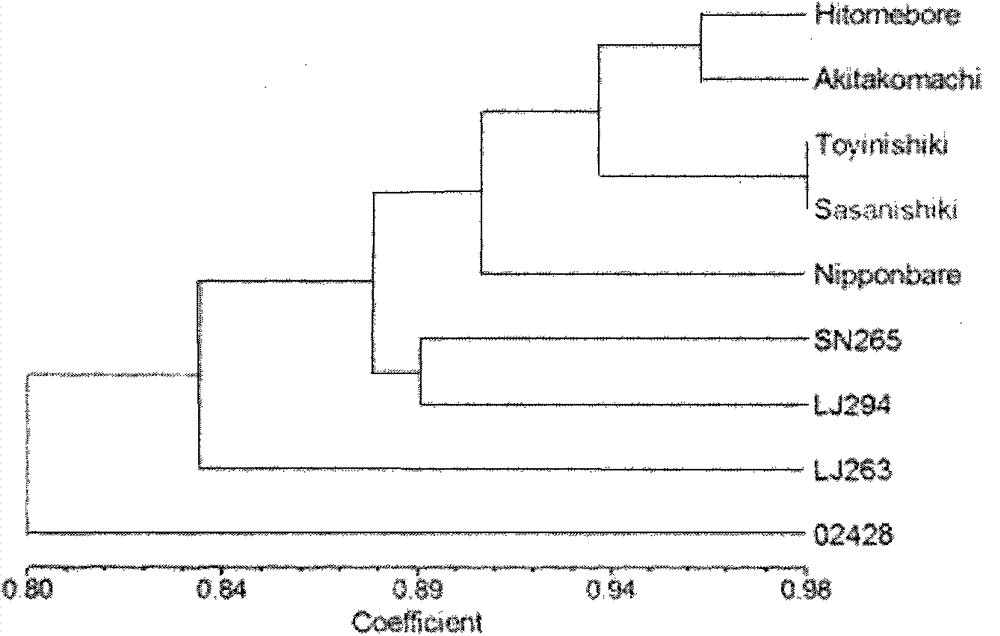 Molecular marker for japonica rice genetic diversity analysis and authentication method for molecular marker