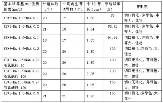 Chrysanthemum morifolium cultivation technology