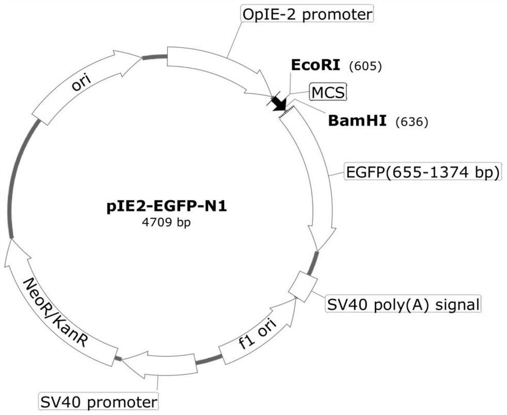 Insect cell expression system vector recombinant plasmid as well as preparation method and application thereof