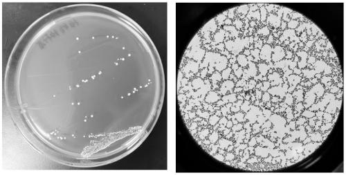 Aloe primary pulp fermented with lactobacillus pentosus, and preparation method, preservation method and application thereof