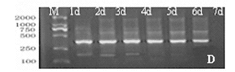 Method and special culture medium for subculturing chicken embryonic stem cells for long time