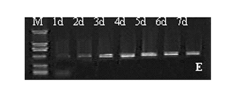 Method and special culture medium for subculturing chicken embryonic stem cells for long time