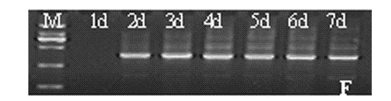 Method and special culture medium for subculturing chicken embryonic stem cells for long time