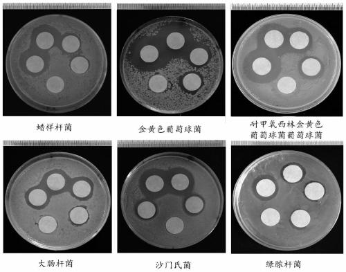 A kind of preparation method containing nano-gold antibacterial agent