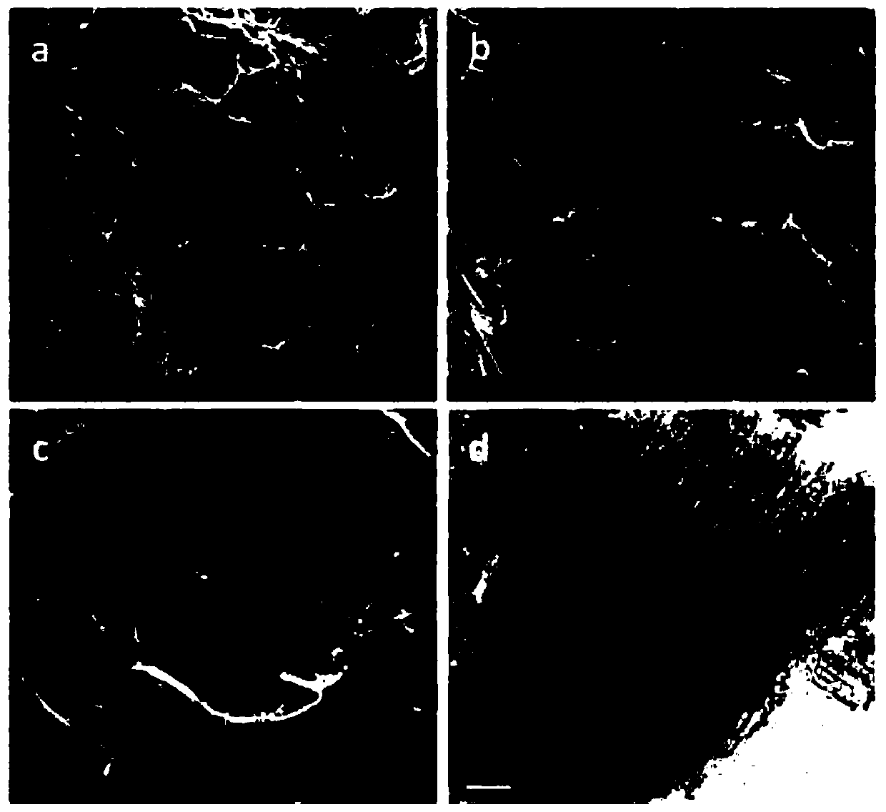 Three-dimensional cross-network hierarchical pore structure carbon-based porous material and its preparation method and application