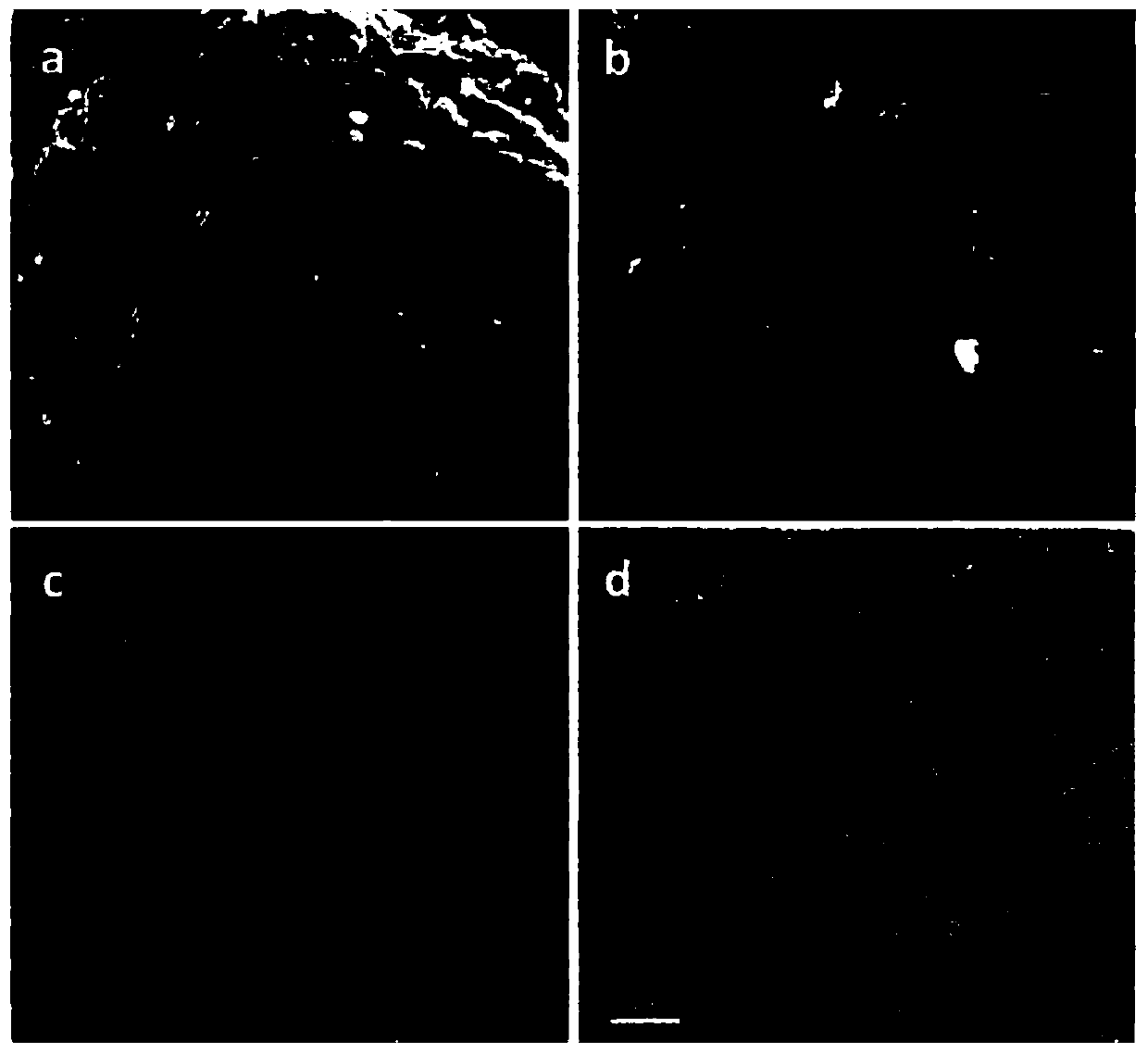 Three-dimensional cross-network hierarchical pore structure carbon-based porous material and its preparation method and application