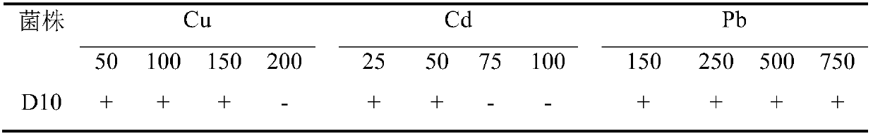 Bacterium D10 for improving validity of heavy metal and application of bacterium D10