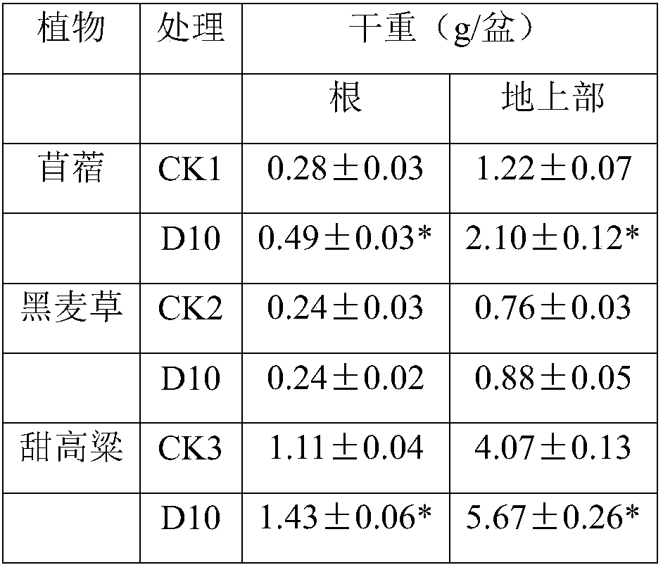 Bacterium D10 for improving validity of heavy metal and application of bacterium D10