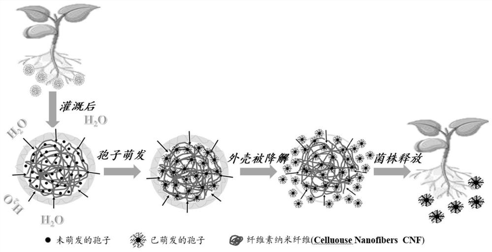 A kind of environment-responsive Paecilomyces lilacinus microbeads and preparation method thereof