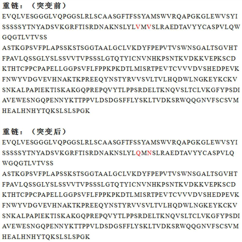 Human monoclonal antibody against protein tag streptactin