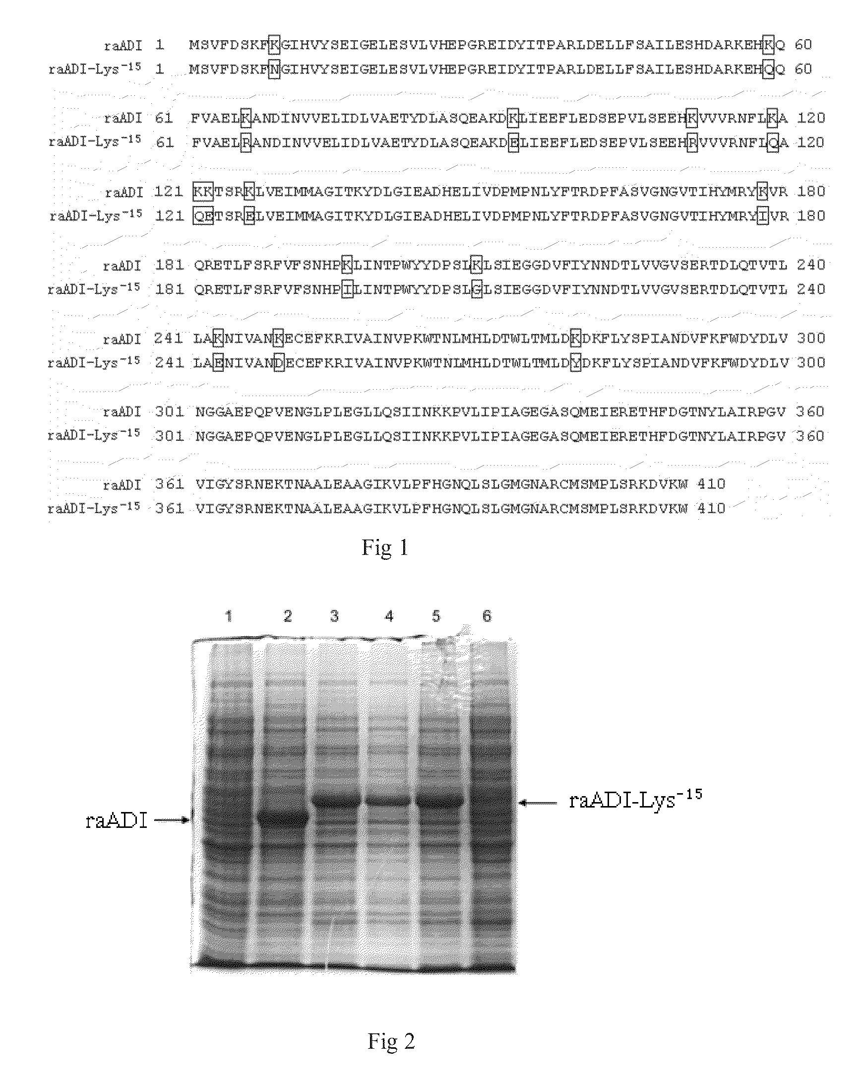 Arginine deiminase mutant and preparation and application thereof