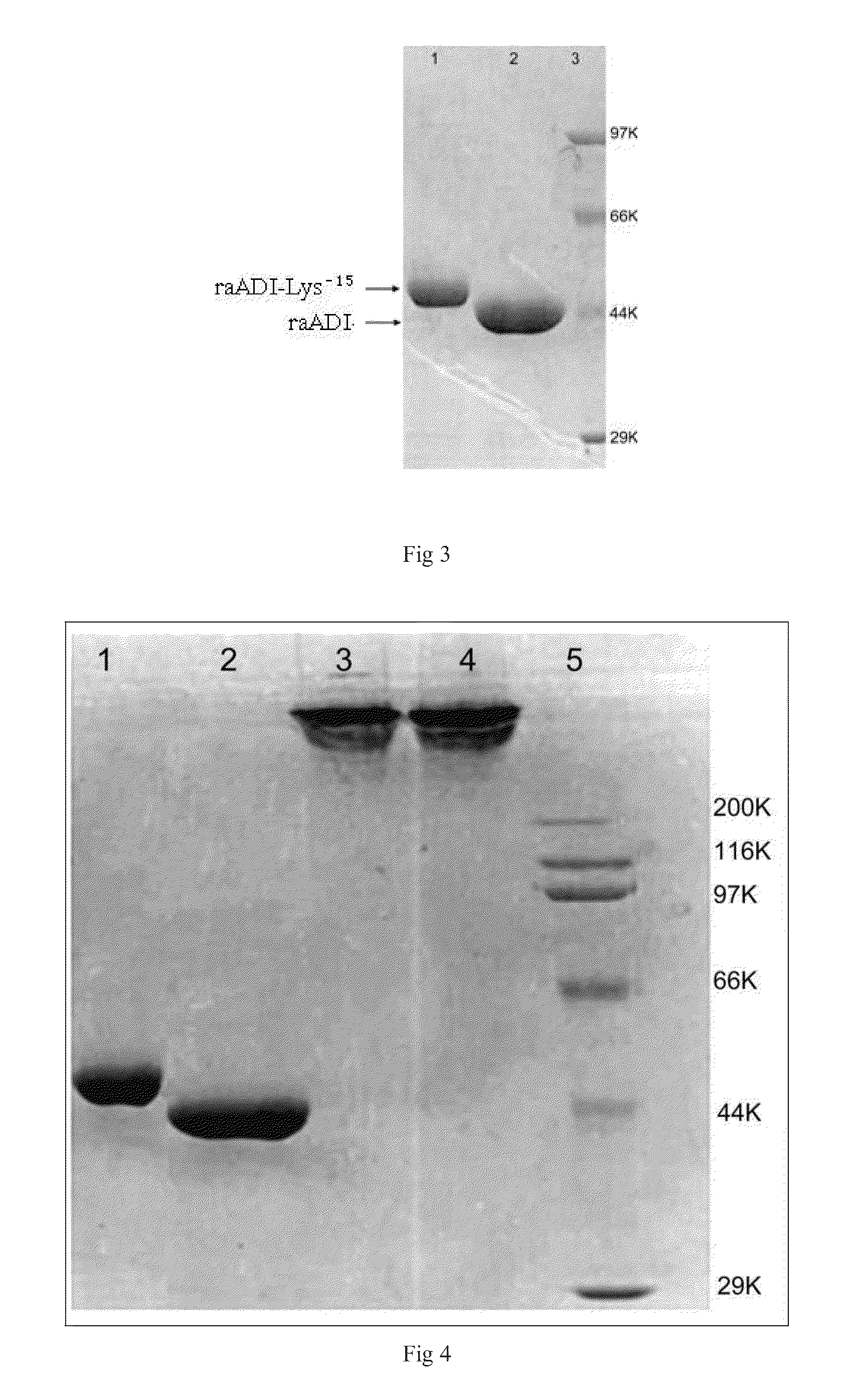 Arginine deiminase mutant and preparation and application thereof