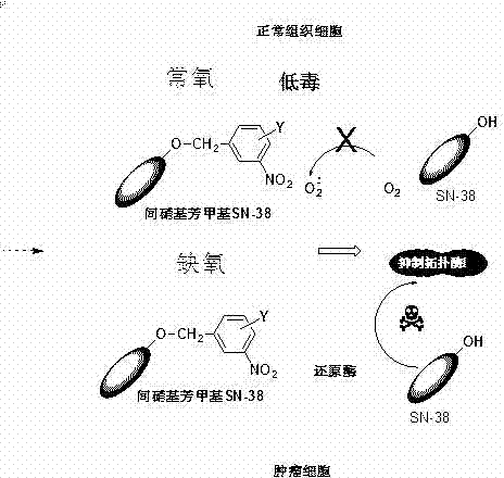 An m-nitroarylmethoxy camptothecin anoxic activation prodrug for antitumor drugs